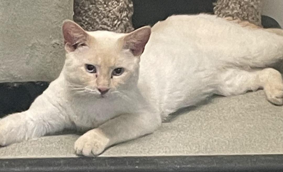 Vanilla Ice, an adoptable Siamese in Billings, MT, 59101 | Photo Image 1