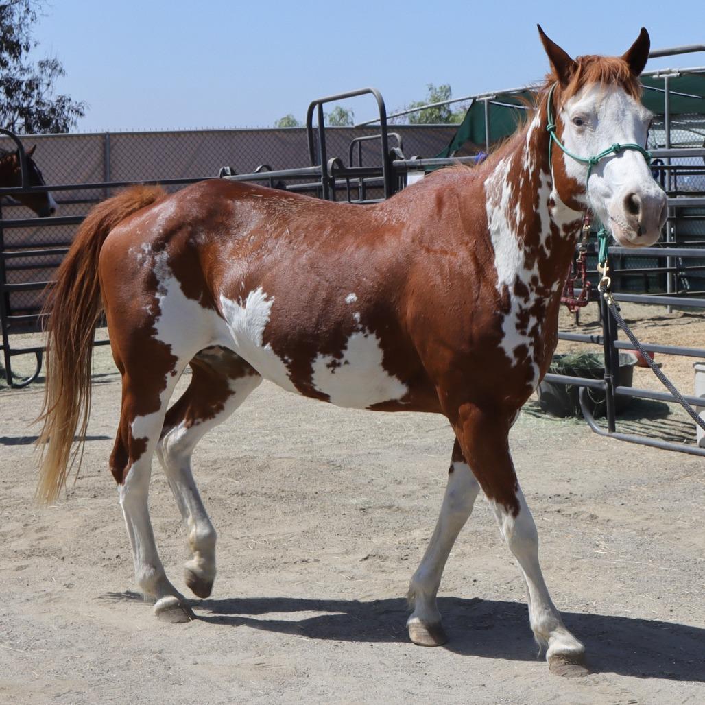 Charlene, Adoptable, Senior Female Paint / Pinto.