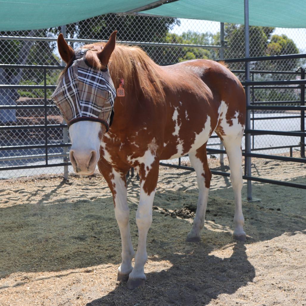 Charlene, a Adoptable Paint / Pinto in Ojai, CA image 2/6