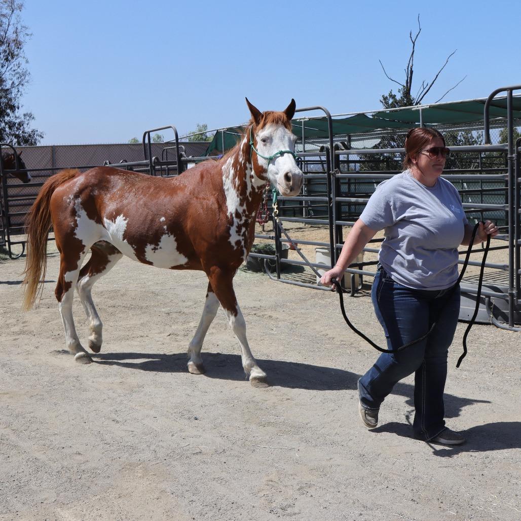 Charlene, a Adoptable Paint / Pinto in Ojai, CA image 3/6