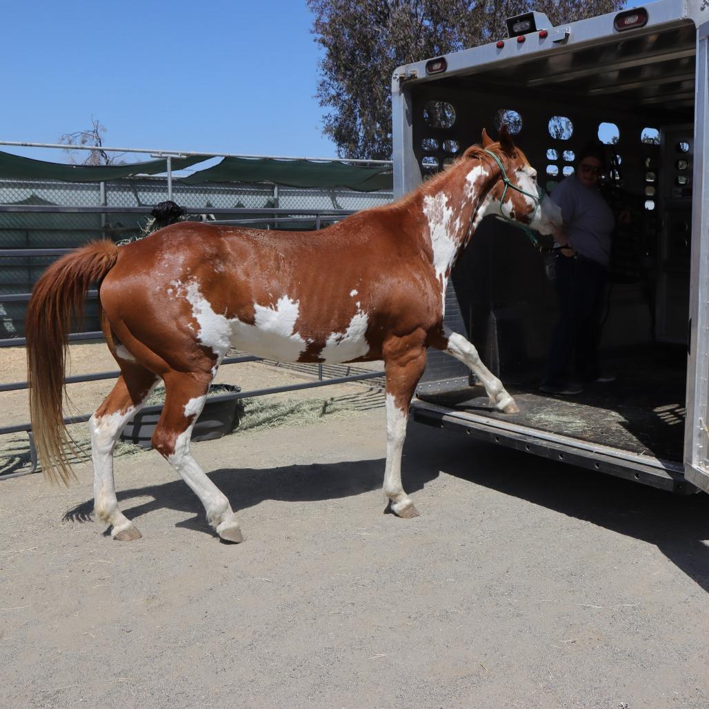 Charlene, a Adoptable Paint / Pinto in Ojai, CA image 4/6
