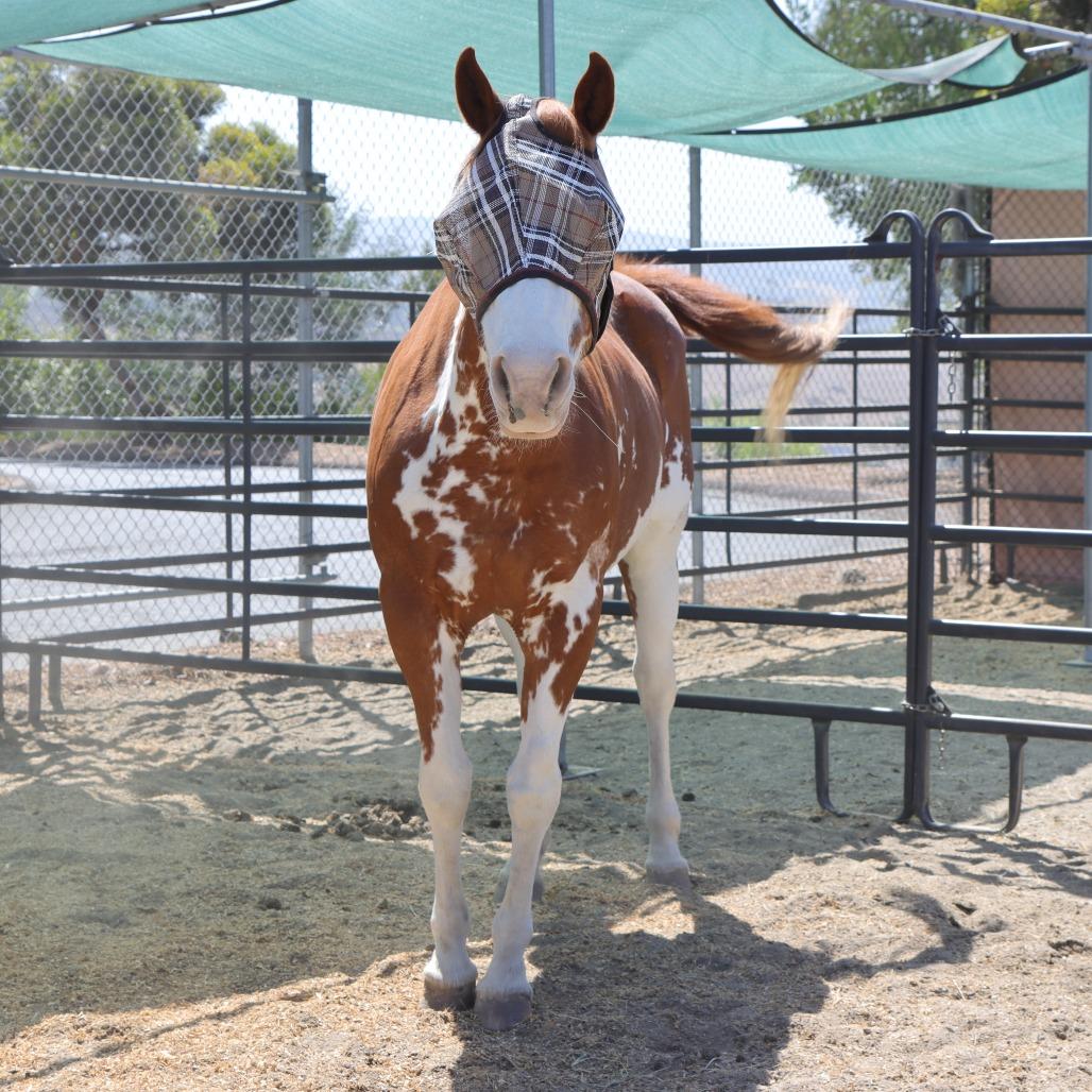 Charlene, a Adoptable Paint / Pinto in Ojai, CA image 5/6