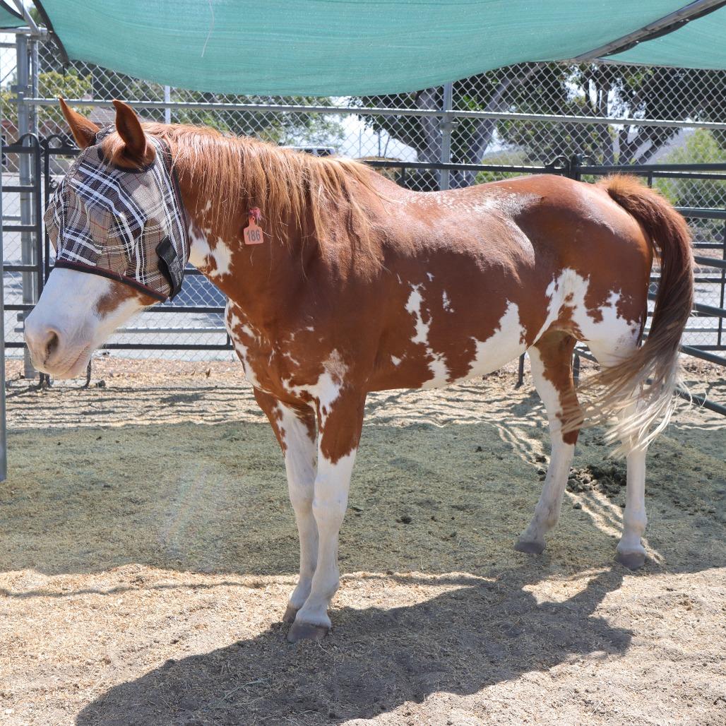 Charlene, a Adoptable Paint / Pinto in Ojai, CA image 6/6