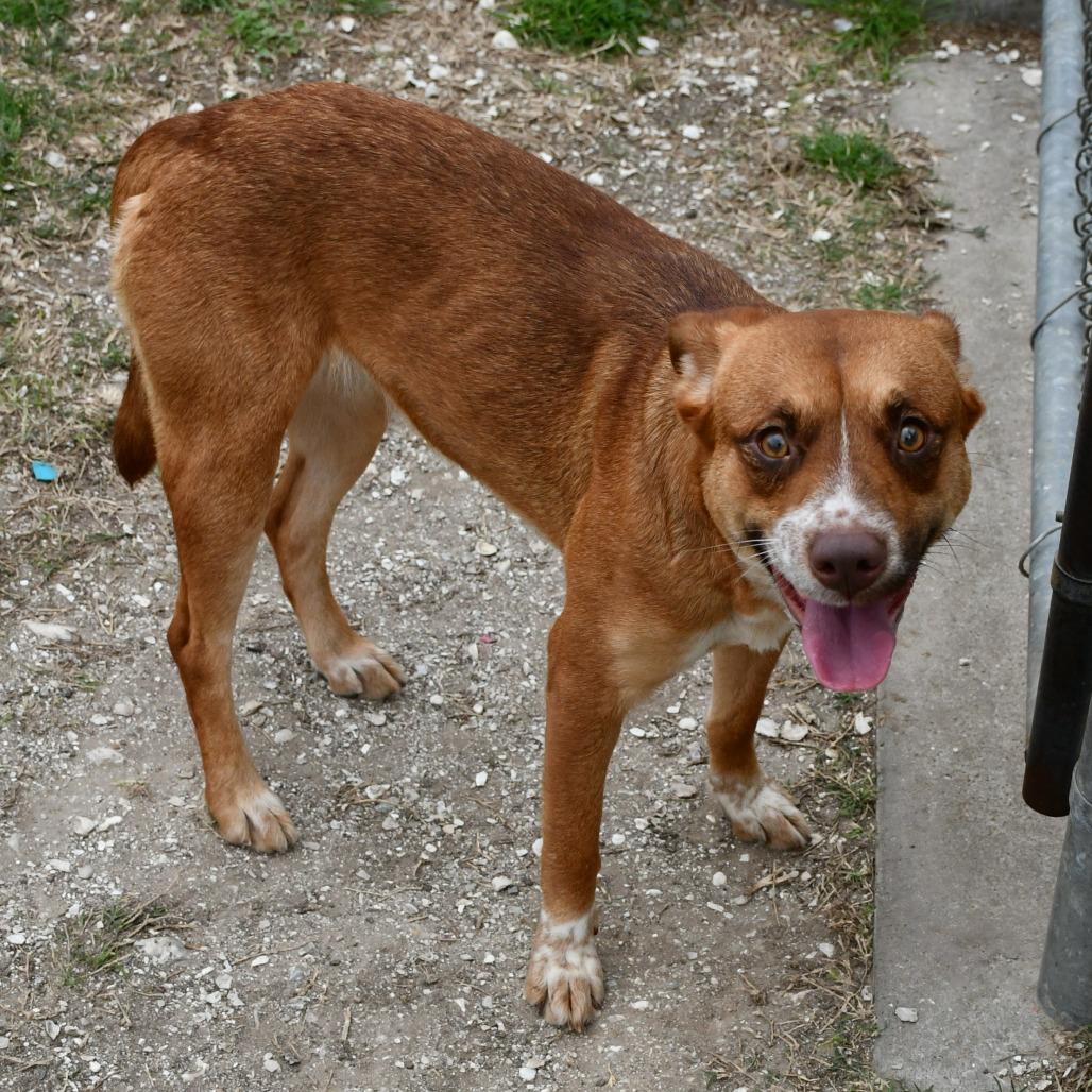 Ellie, Adoptable, Adult Female Black Mouth Cur & Pit Bull Terrier.