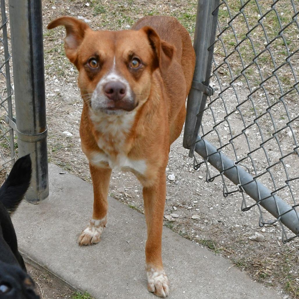 Enlarge Ellie, a Adoptable mixed breed in Beaumont, TX image 2/6