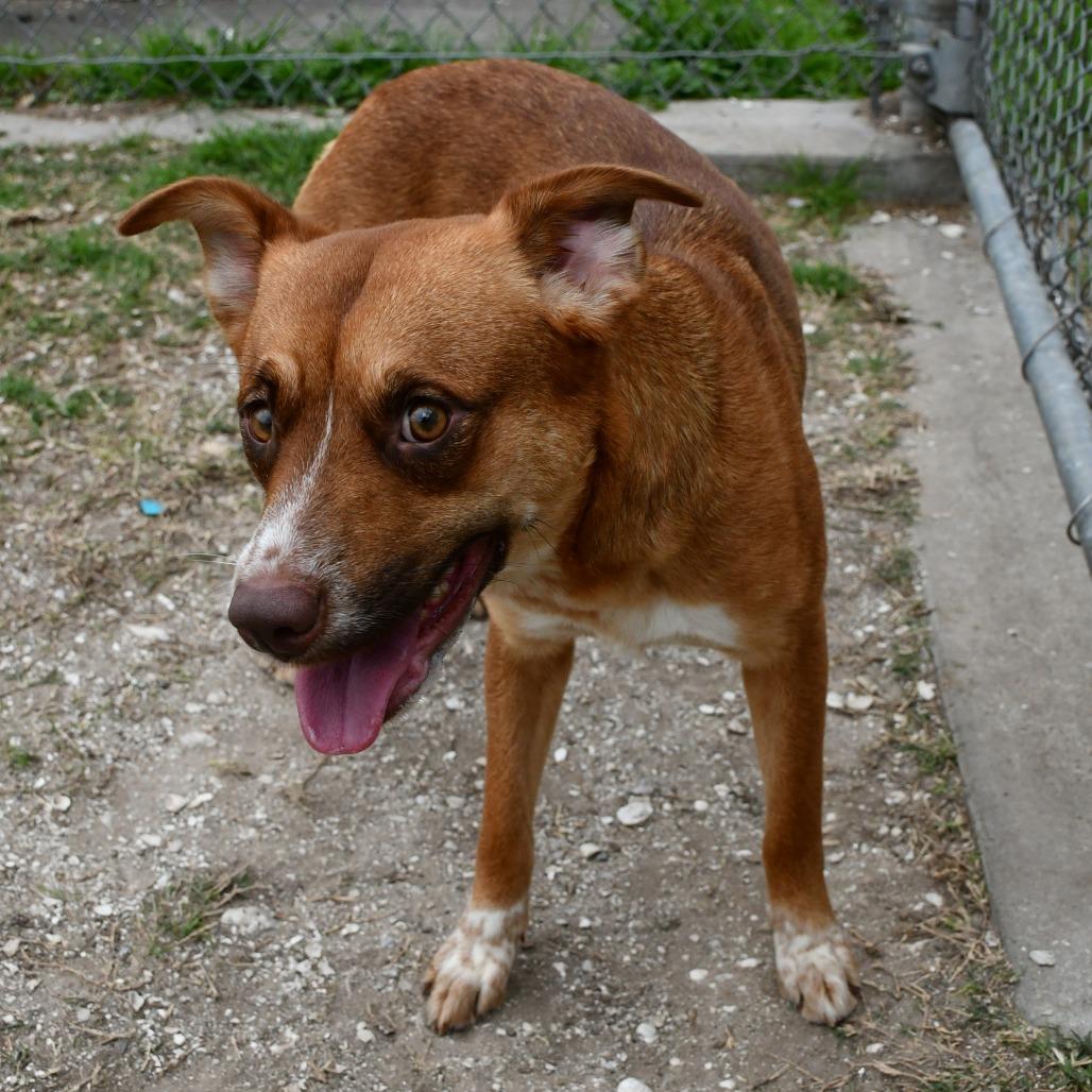 Enlarge Ellie, a Adoptable mixed breed in Beaumont, TX image 3/6