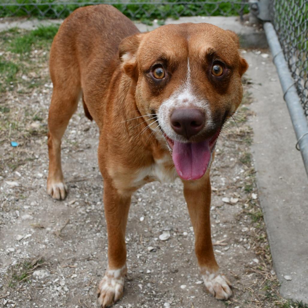 Enlarge Ellie, a Adoptable mixed breed in Beaumont, TX image 4/6