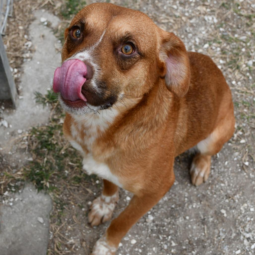 Enlarge Ellie, a Adoptable mixed breed in Beaumont, TX image 5/6