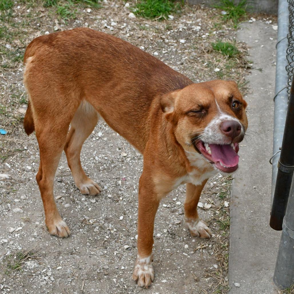 Enlarge Ellie, a Adoptable mixed breed in Beaumont, TX image 6/6