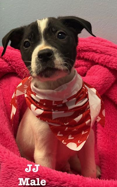 JJ, adopted, Puppy Male Terrier.