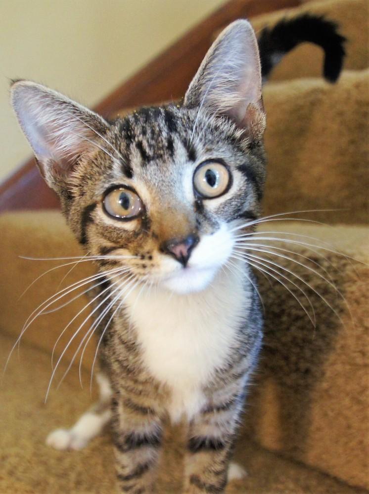 Erin, a Adoptable mixed breed in Loveland, OH image 2/6