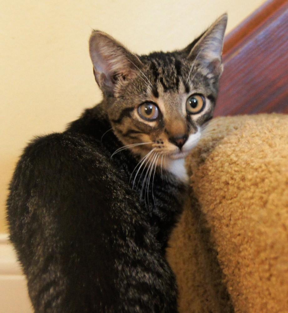 Erin, a Adoptable mixed breed in Loveland, OH image 3/6