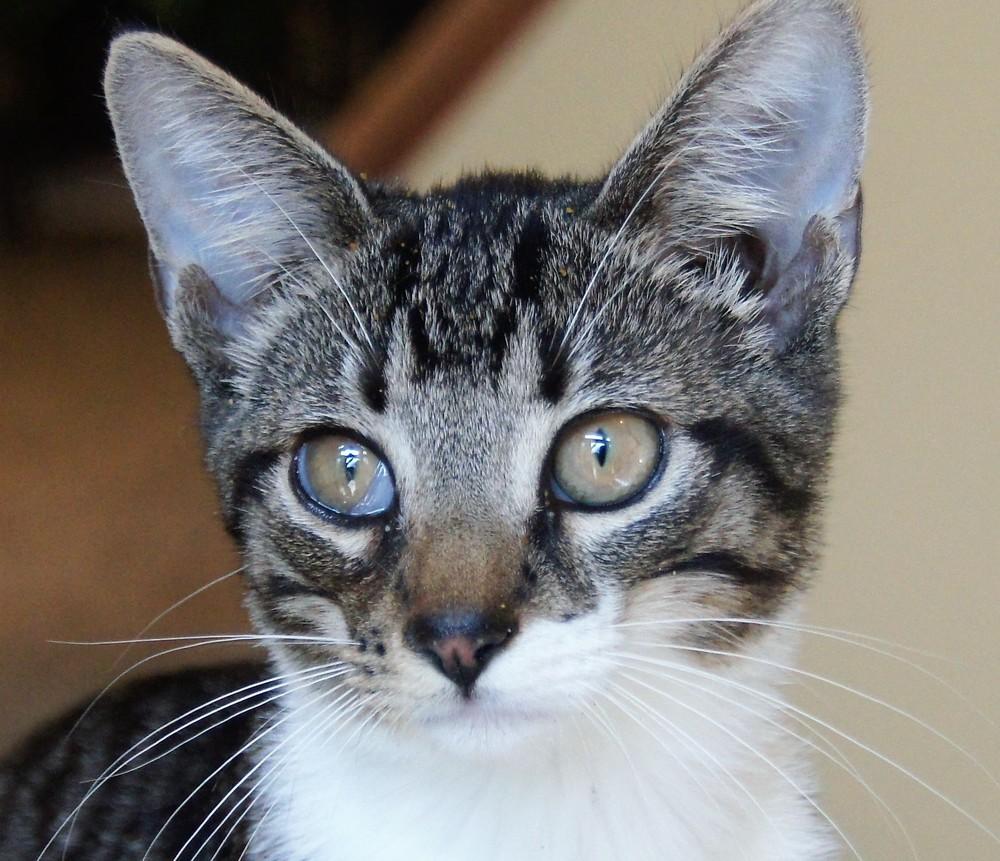 Erin, a Adoptable mixed breed in Loveland, OH image 4/6