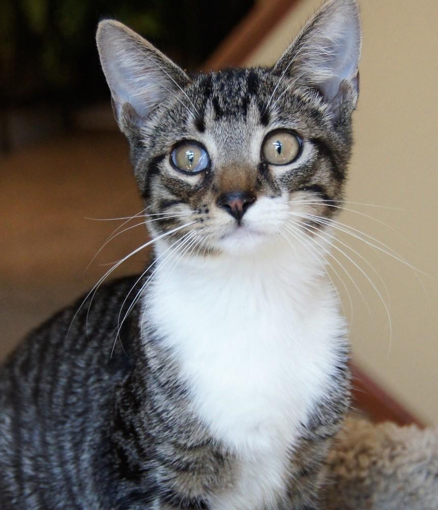 Erin, a Adoptable mixed breed in Loveland, OH image 5/6