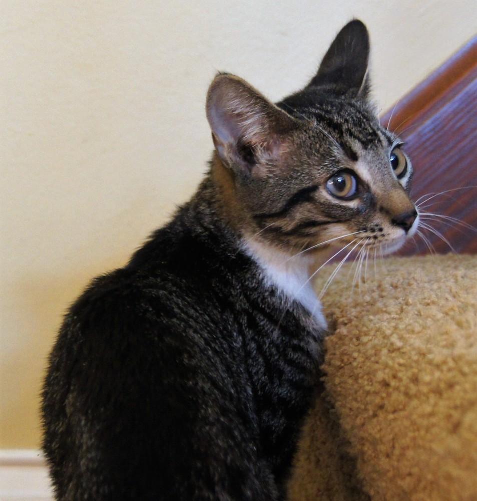 Erin, a Adoptable mixed breed in Loveland, OH image 6/6