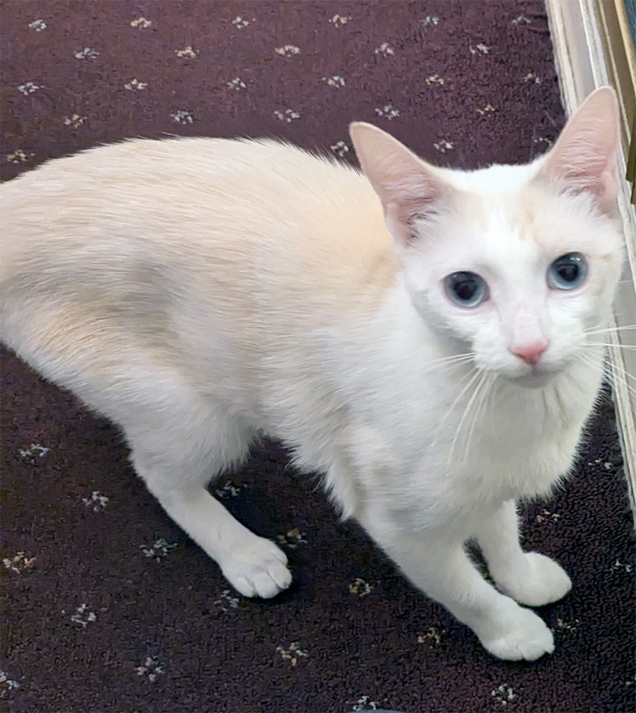 Sugar, a Adoptable Domestic Short Hair in Weehawken, NJ image 1/5