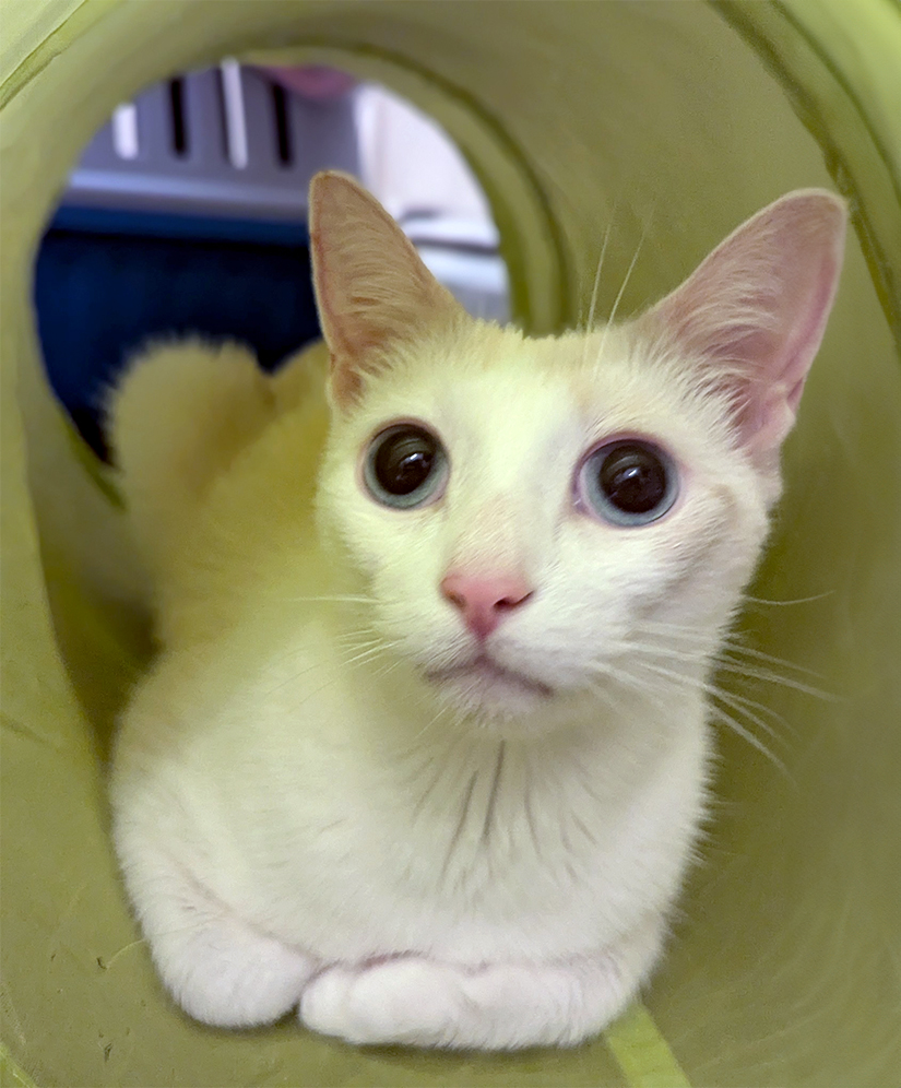 Sugar, a Adoptable Domestic Short Hair in Weehawken, NJ image 2/5