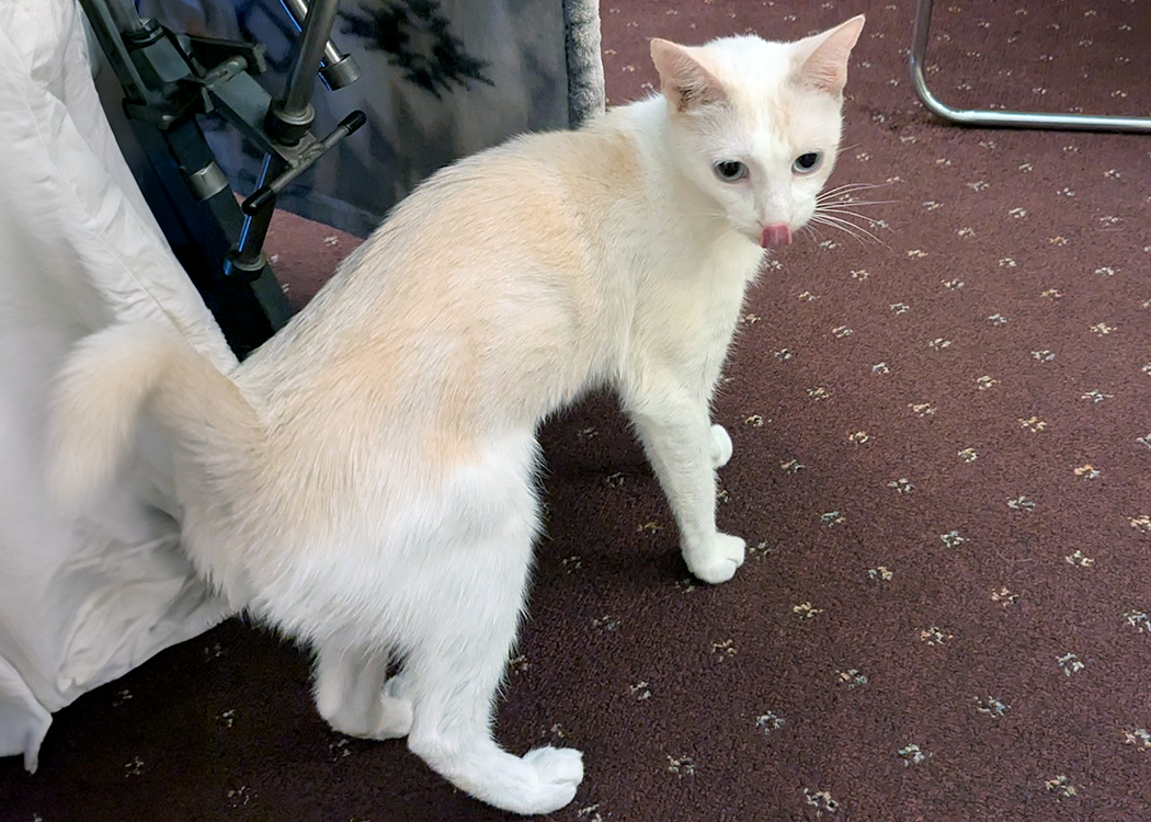 Sugar, a Adoptable Domestic Short Hair in Weehawken, NJ image 3/5