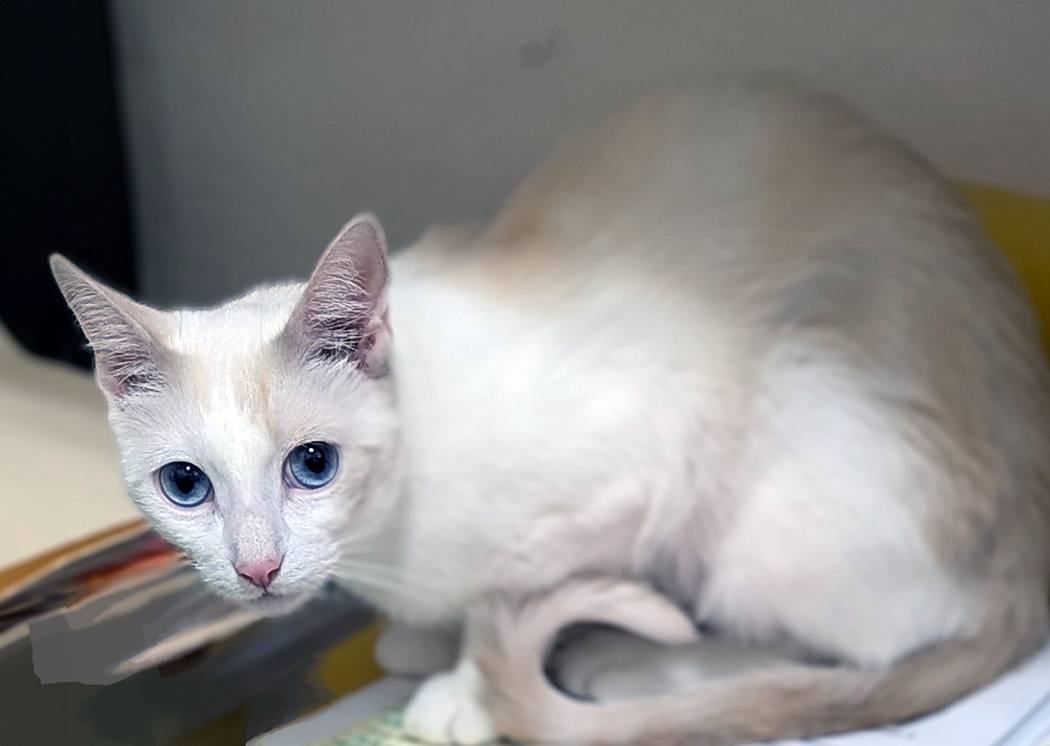 Sugar, a Adoptable Domestic Short Hair in Weehawken, NJ image 4/5