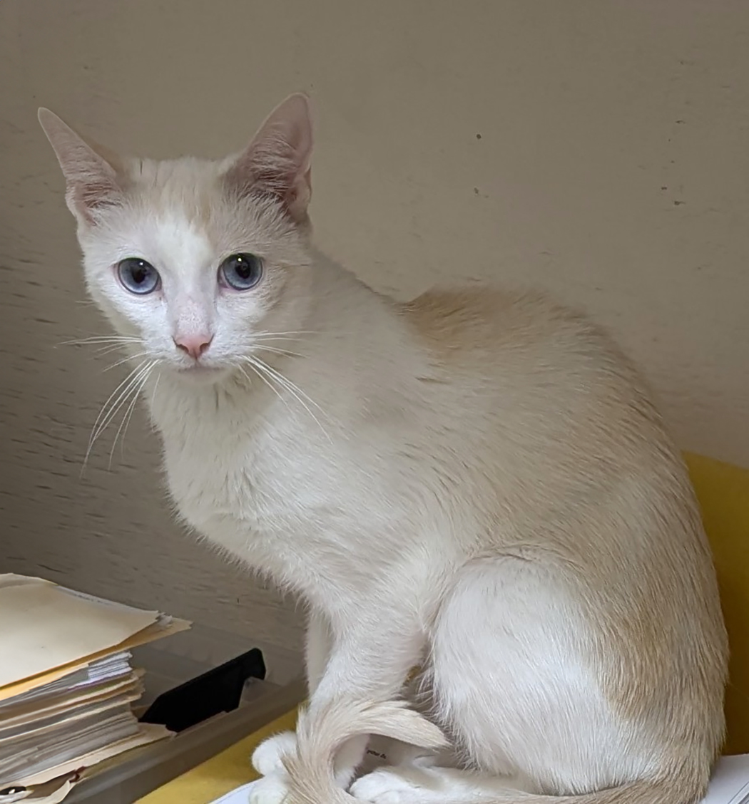 Sugar, a Adoptable Domestic Short Hair in Weehawken, NJ image 5/5