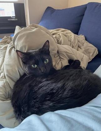 Enlarge Nayeli, a Adoptable Domestic Short Hair in San Francisco, CA image 1/6