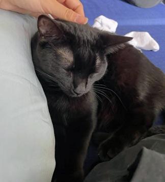 Enlarge Nayeli, a Adoptable Domestic Short Hair in San Francisco, CA image 2/6