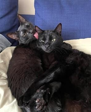 Enlarge Nayeli, a Adoptable Domestic Short Hair in San Francisco, CA image 3/6