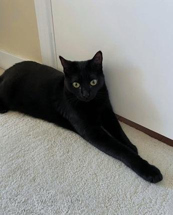 Enlarge Nayeli, a Adoptable Domestic Short Hair in San Francisco, CA image 4/6