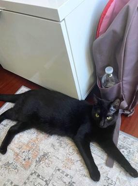 Enlarge Nayeli, a Adoptable Domestic Short Hair in San Francisco, CA image 5/6