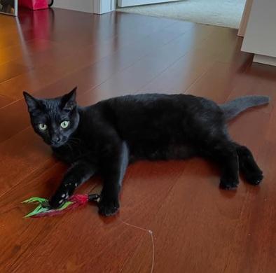 Enlarge Nayeli, a Adoptable Domestic Short Hair in San Francisco, CA image 6/6