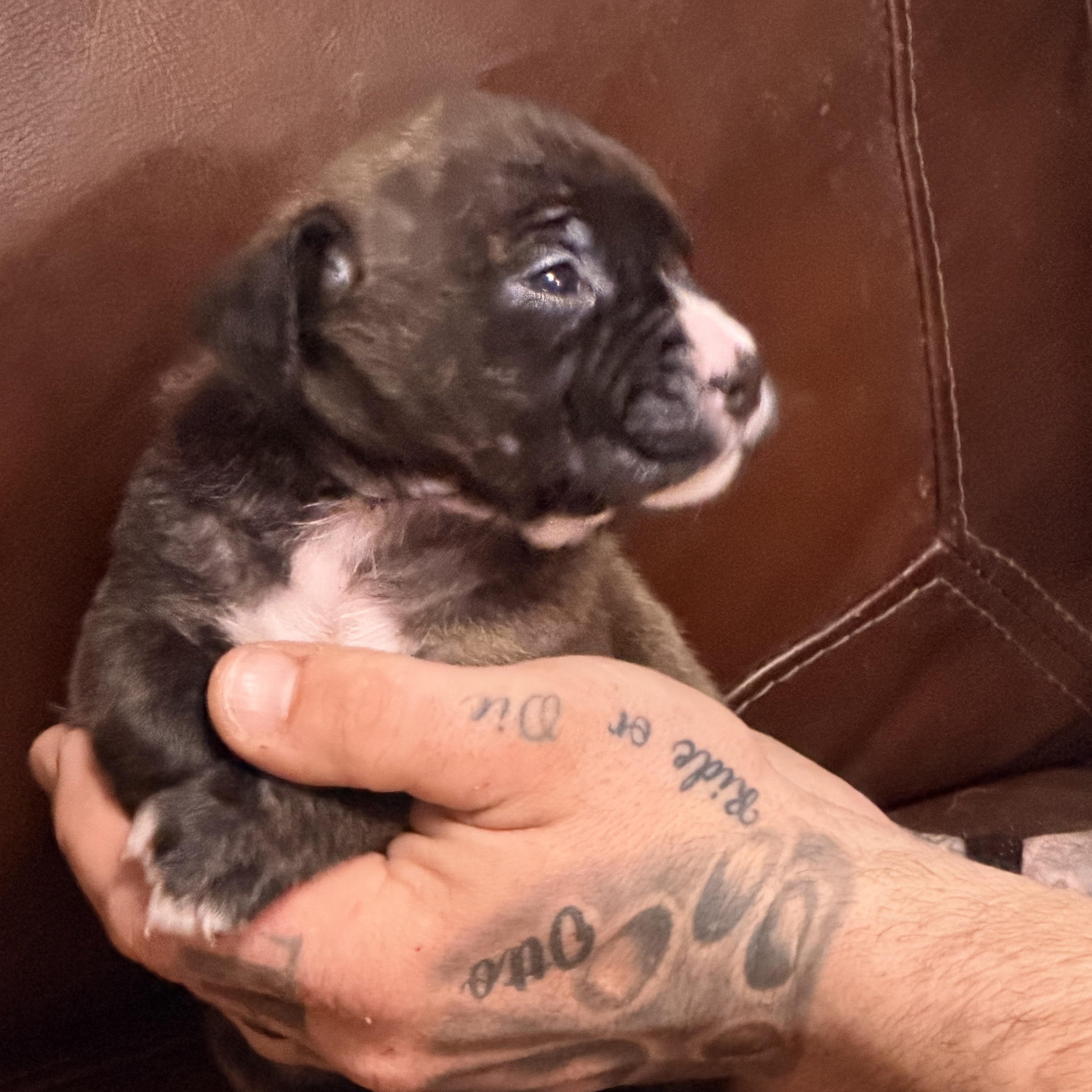 Enlarge Ginny, a ADOPTABLE mixed breed in Wilmington, IL image 5/5