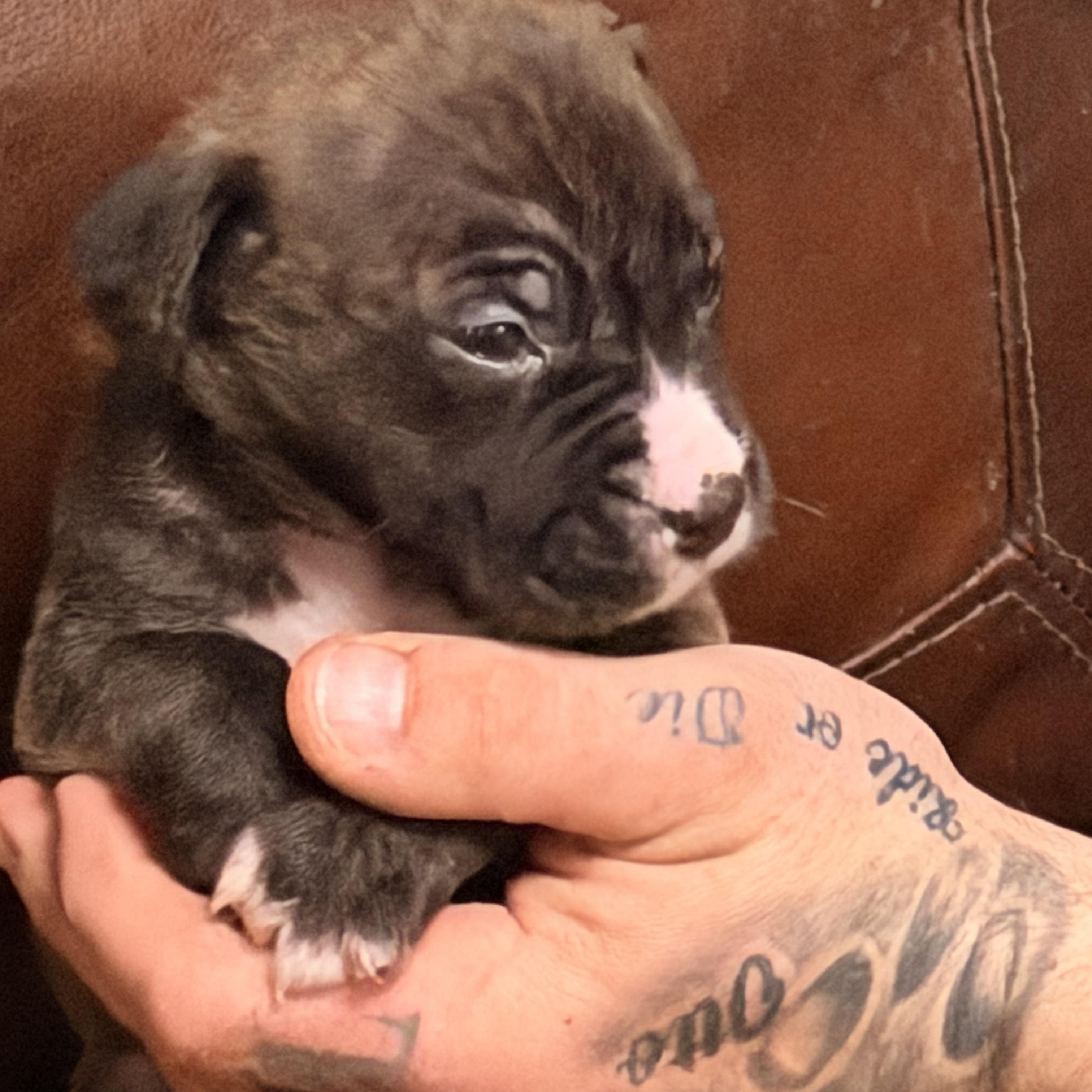 Enlarge Ginny, a ADOPTABLE mixed breed in Wilmington, IL image 3/5