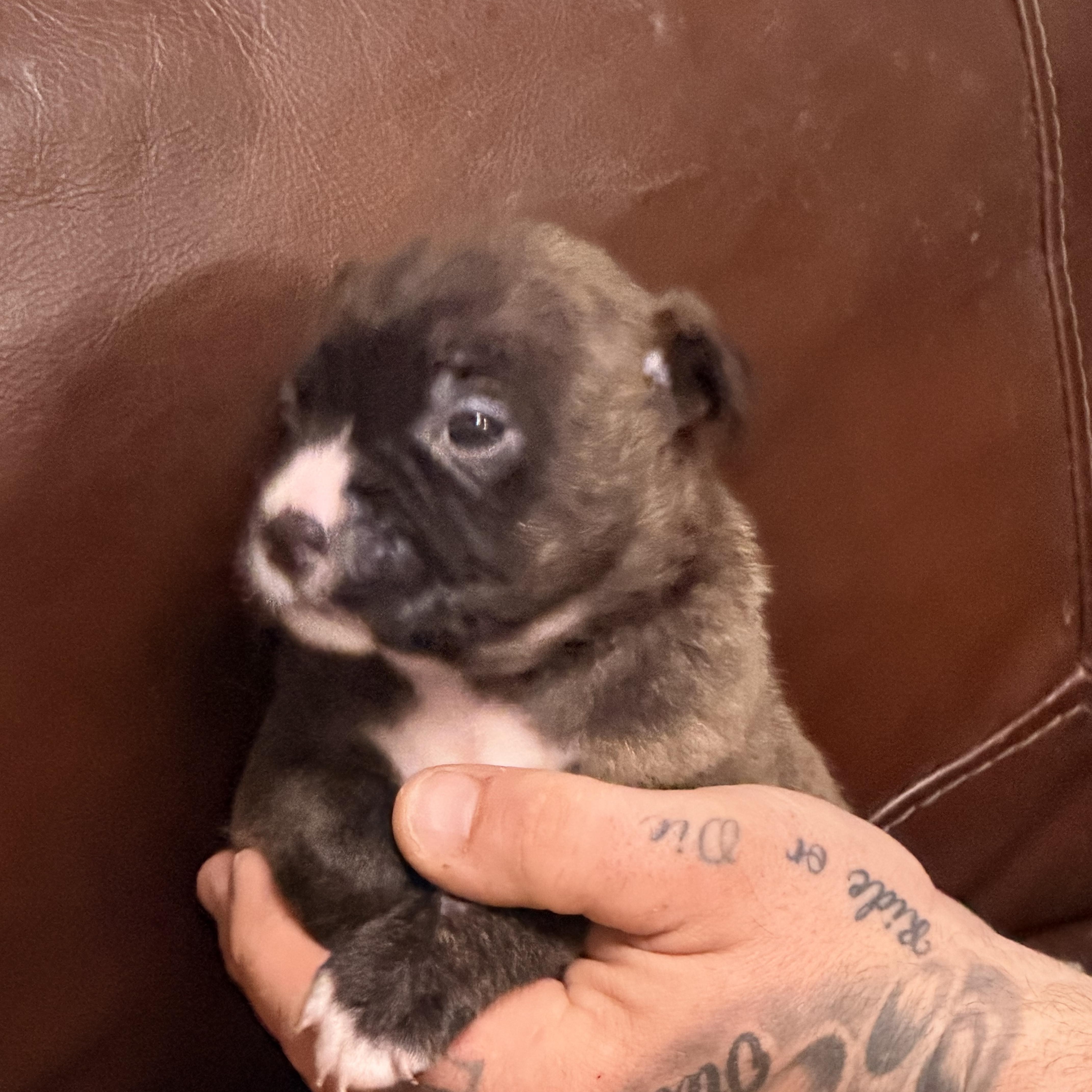 Enlarge Ginny, a ADOPTABLE mixed breed in Wilmington, IL image 2/5