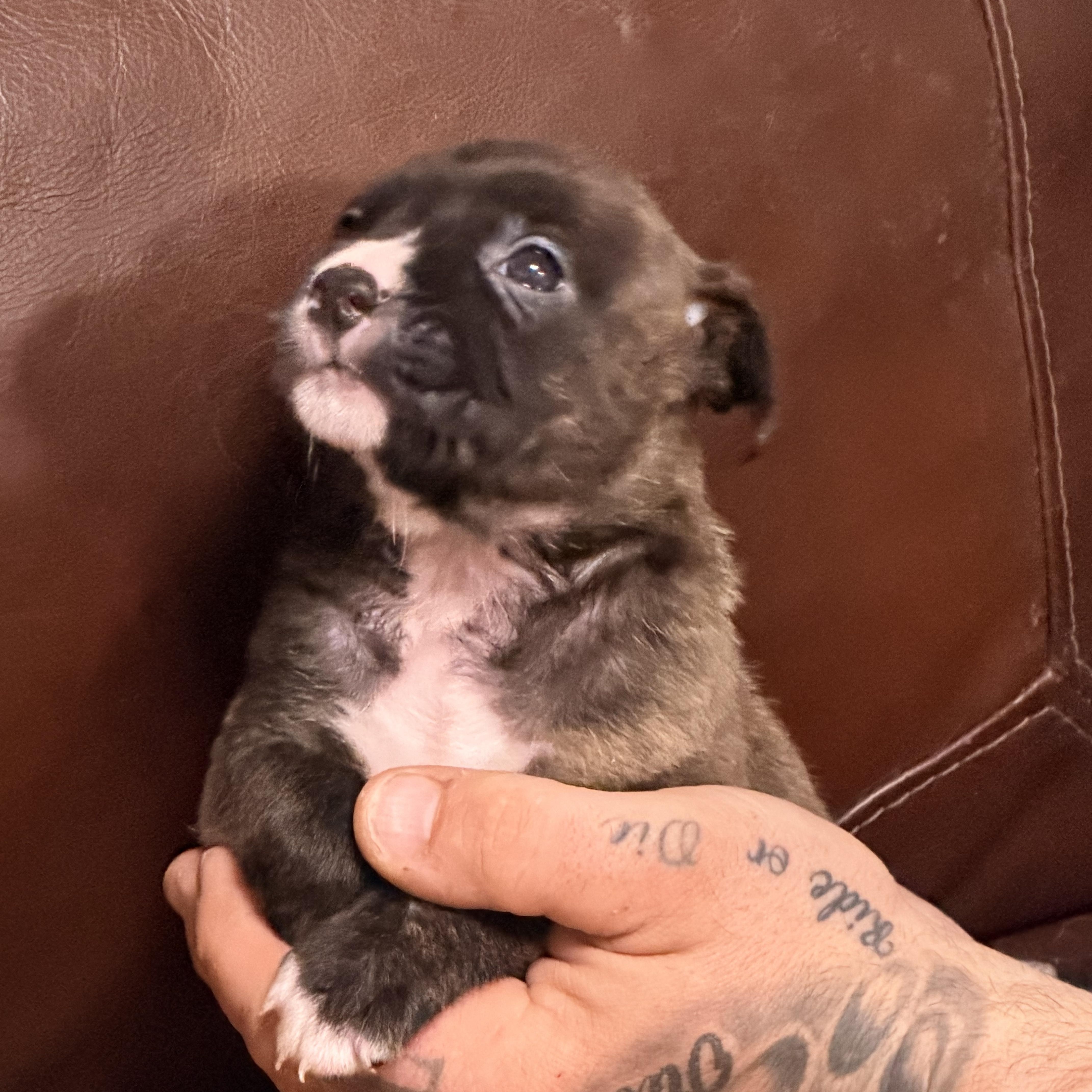 Enlarge Ginny, a ADOPTABLE mixed breed in Wilmington, IL image 4/5