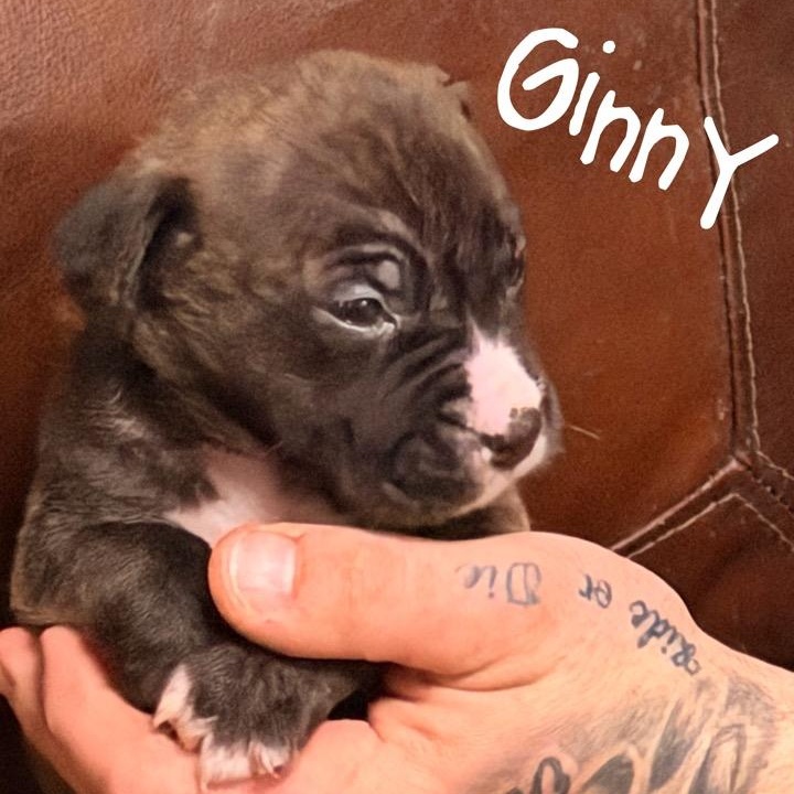 Enlarge Ginny, a ADOPTABLE mixed breed in Wilmington, IL image 1/5