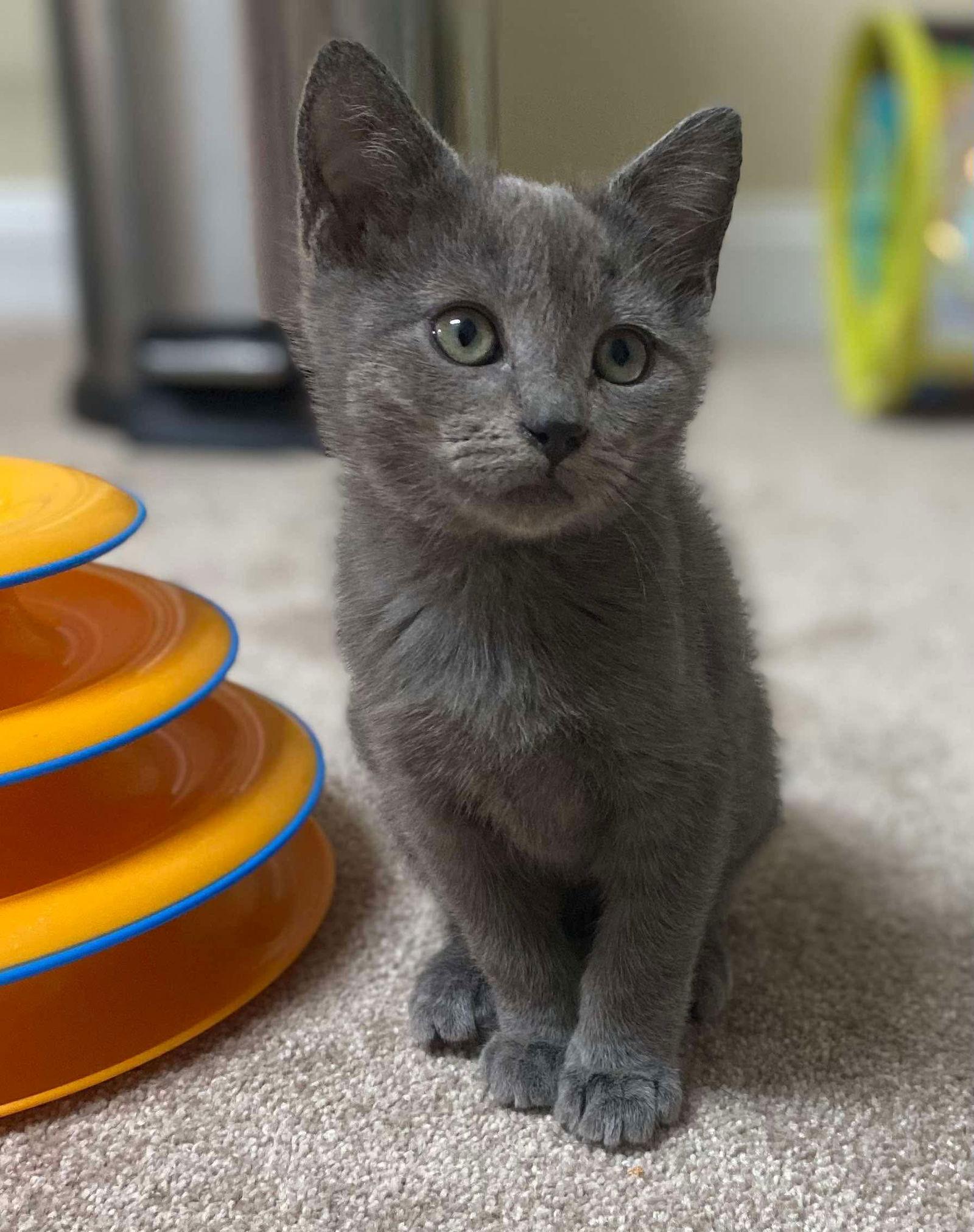 Garth, Adopted, Kitten Male Domestic Short Hair.