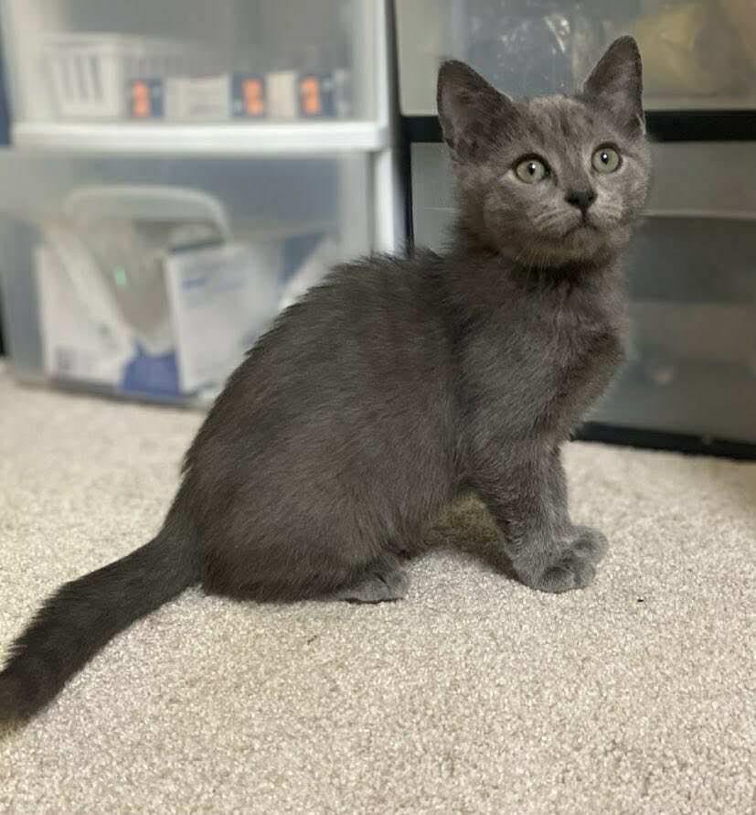 Garth, a Adopted Domestic Short Hair in Oakboro , NC image 2/3