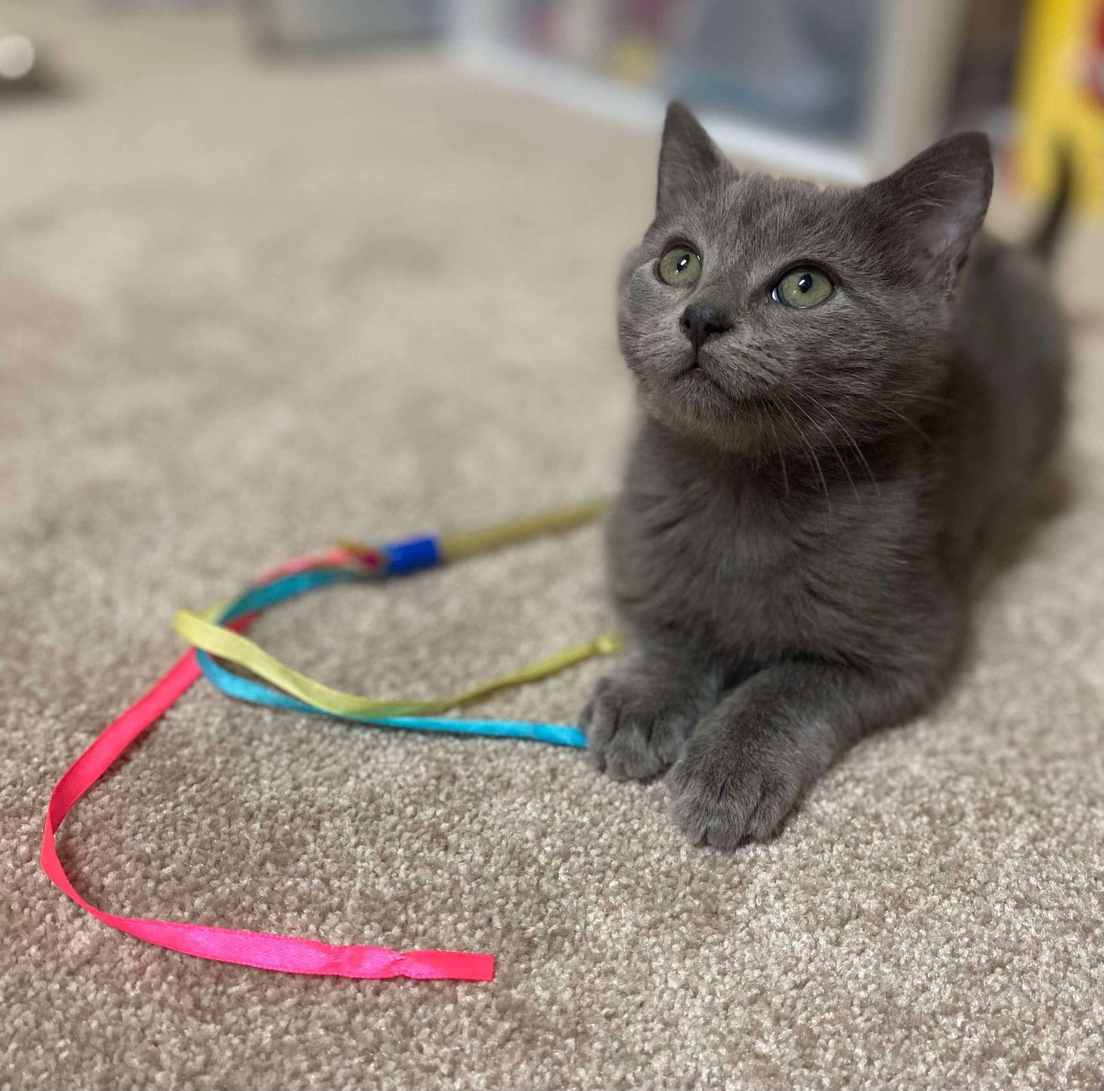 Garth, a Adopted Domestic Short Hair in Oakboro , NC image 3/3