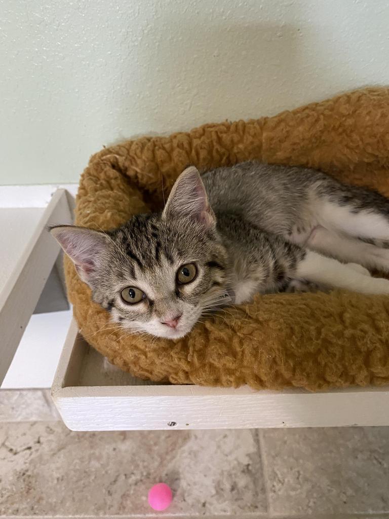 Maria, Adoptable, Young Female Domestic Short Hair.