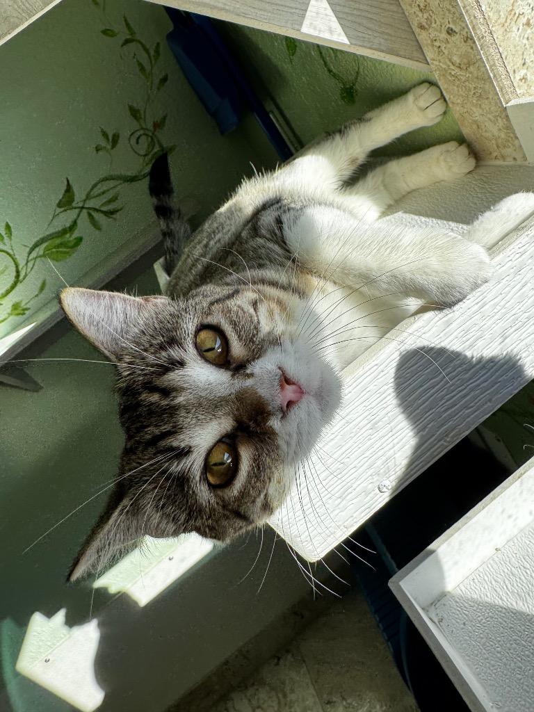 Maria, a Adoptable mixed breed in Hot Springs, AR image 2/2