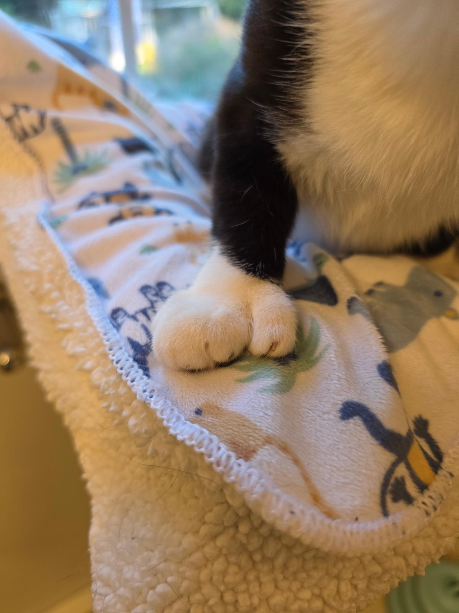 Enlarge Mrs Beasley, a Adoptable Tuxedo in Acushnet, MA image 4/4