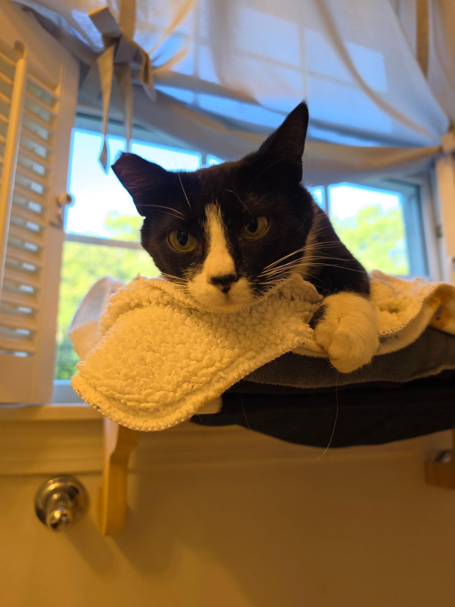 Enlarge Mrs Beasley, a Adoptable Tuxedo in Acushnet, MA image 3/4