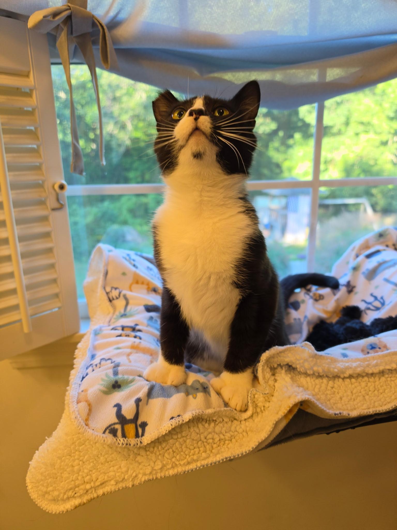 Enlarge Mrs Beasley, a Adoptable Tuxedo in Acushnet, MA image 2/4