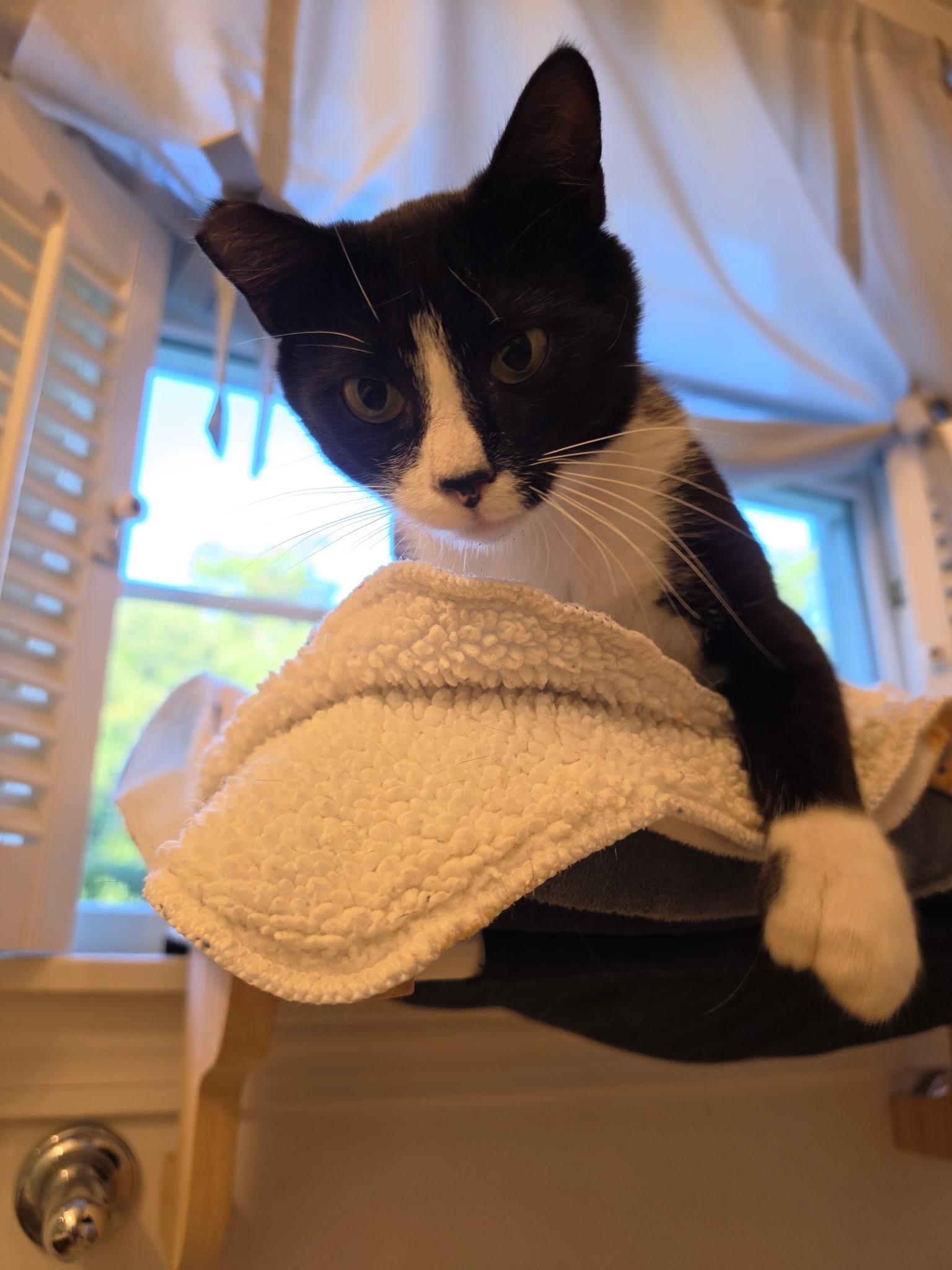 Mrs Beasley, Adoptable, Young Female Tuxedo.
