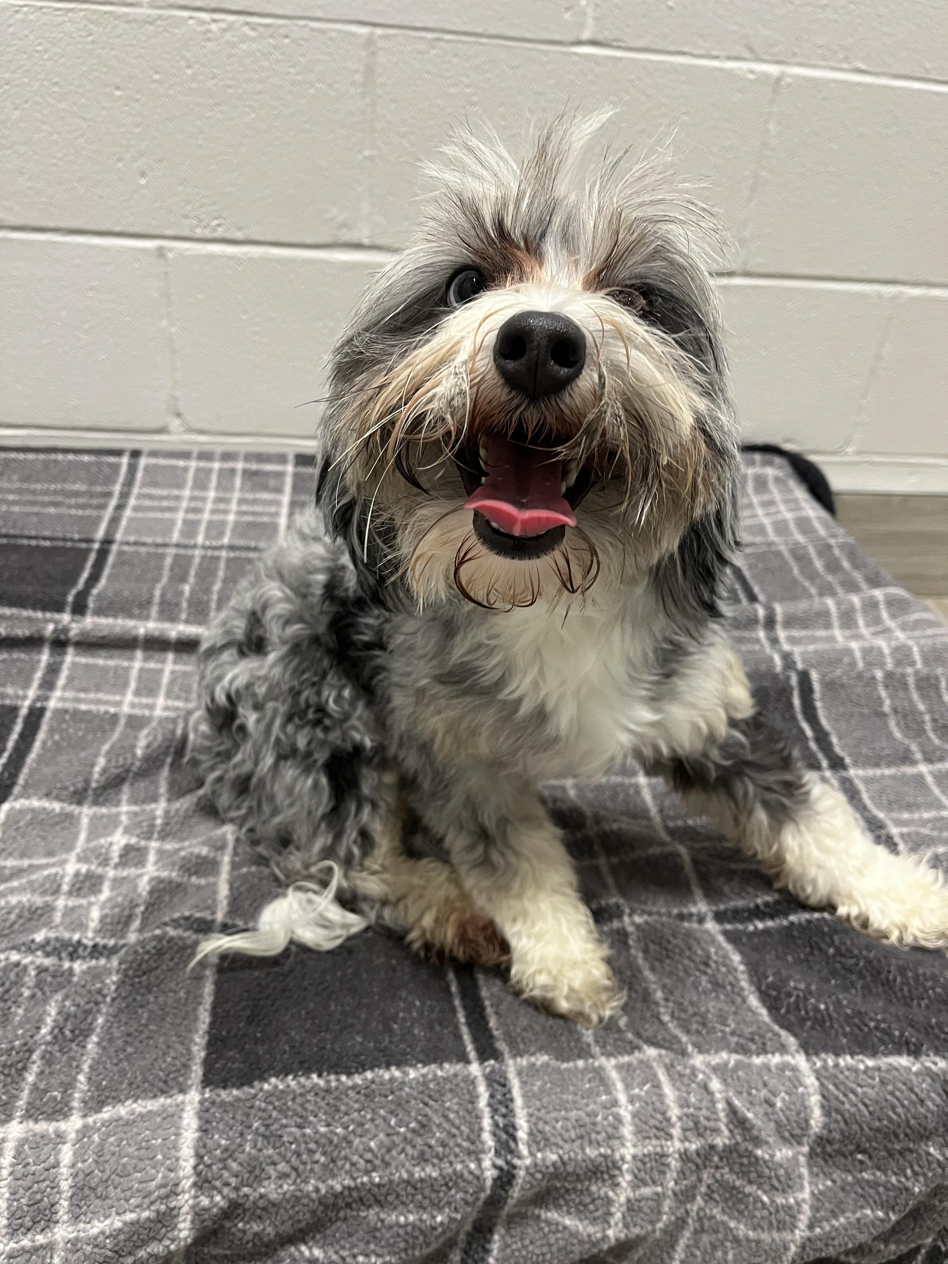 26-235, adopted, Adult Male Aussiedoodle.