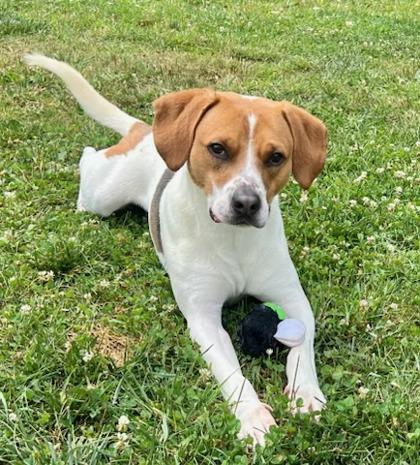 Buster, Adoptable, Adult Male Foxhound & Beagle.