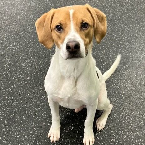 Enlarge Buster, a Adoptable mixed breed in Belmont, NY image 4/6