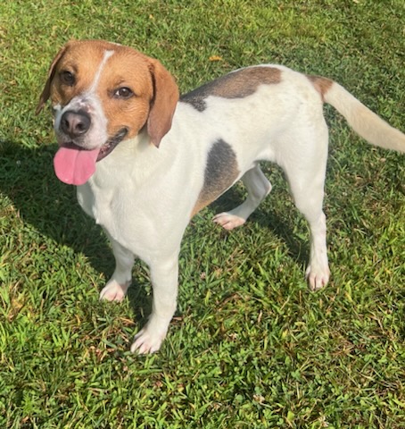 Enlarge Buster, a Adoptable mixed breed in Belmont, NY image 3/6