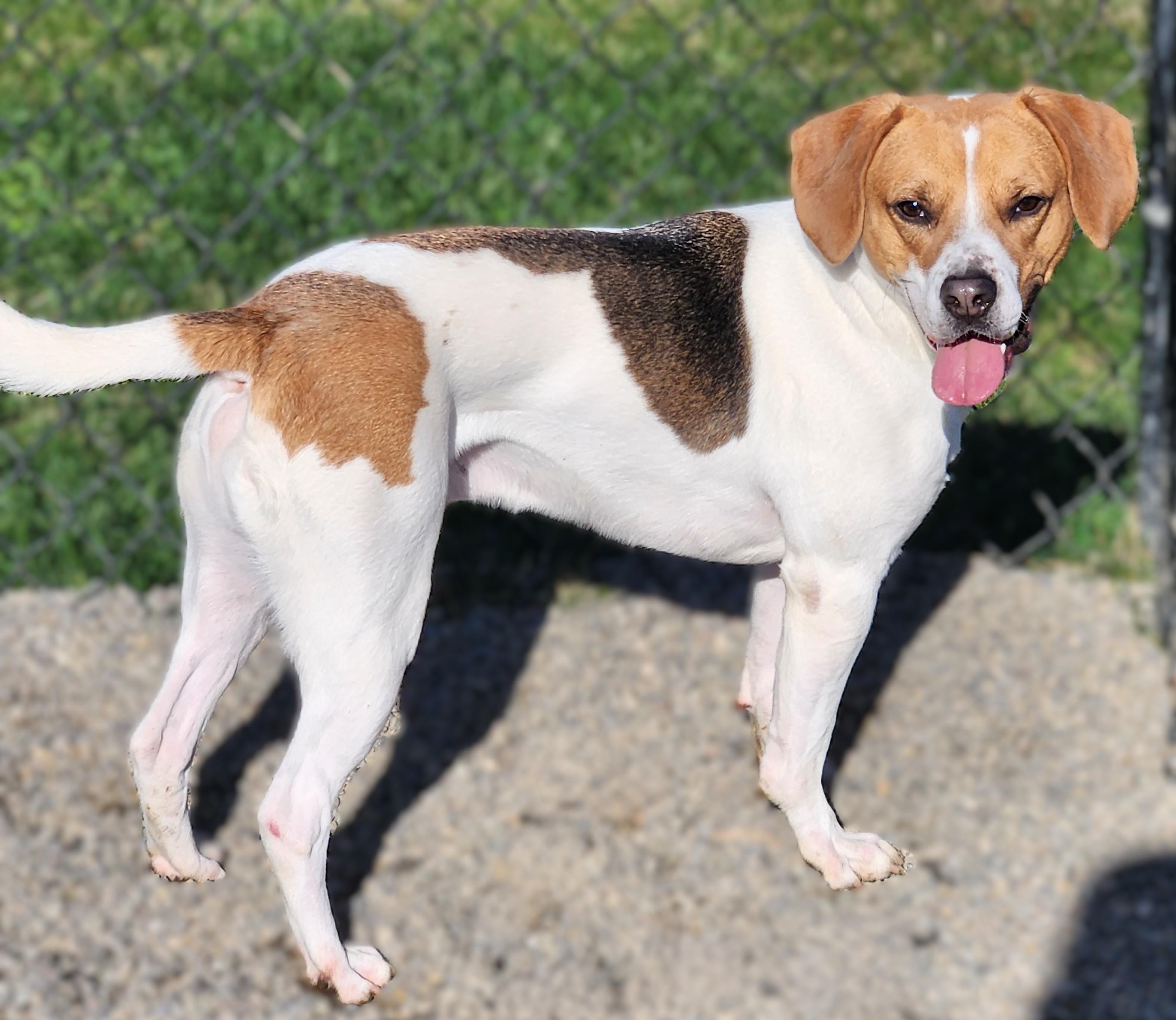 Buster, Adoptable, Adult Male Foxhound & Beagle.