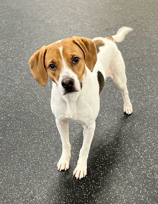 Enlarge Buster, a Adoptable mixed breed in Belmont, NY image 6/6